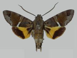 Himantoides undata BMNHE273049 male up.jpg