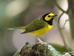 Hooded Warbler.jpg