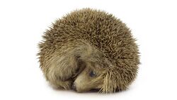 Irish hedgehog.jpg