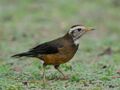 Island Thrush 4352.jpg