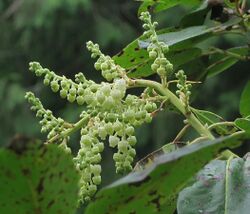 J20160303-0173—Arbutus menziesii—RPBG (25570280215).jpg