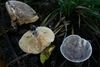 Lactarius azonites 20131026w.JPG