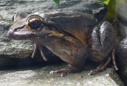 Leptodactylus fallax (1).jpg