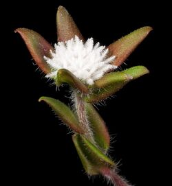 Leucopogon plumuliflorus - Flickr - Kevin Thiele (1).jpg