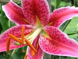 Lilium orientalis.jpg