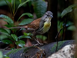 Liosceles thoracicus Rusty-belted Tapaculo; Amazonia National Park, Itaituba, Pará, Brazil (cropped).jpg