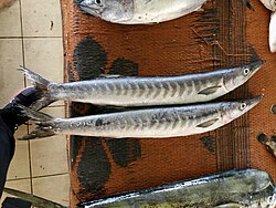 Military Barracuda imported from iNaturalist photo 18012051 on 1 February 2023.jpg