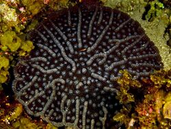 Mycetophyllia alliciae (Knobby Cactus Coral).jpg