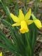 Narcissus February Gold closeup.jpg