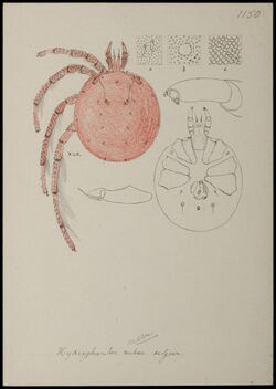 Naturalis Biodiversity Center - RMNH.ART.1553 - Hydryphantes ruber (De Geer) - Mites - Collection Anthonie Cornelis Oudemans.jpeg