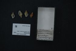 Naturalis Biodiversity Center - RMNH.MOL.201431 - Pollia rubiginosa (Reeve, 1846) - Buccinidae - Mollusc shell.jpeg