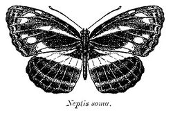 Neptis soma ctb.jpg