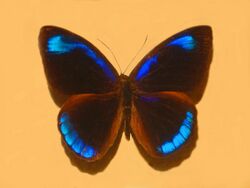 Nymphalidae - Eunica pomona.JPG