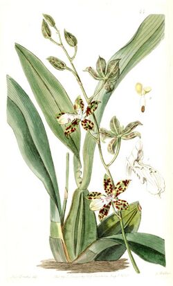 Oncidium maculatum (as Cyrtochilum maculatum) - Edwards vol 24 (NS 1) pl 44(1838).jpg