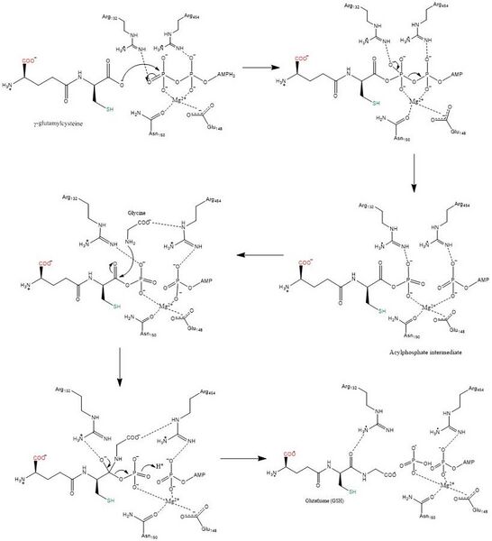 File:Overall synthesis rxn of GSH.jpg
