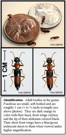 Paederus rove beetles, showing size.png