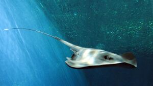 a stingray with a long tail swimming next to a wall