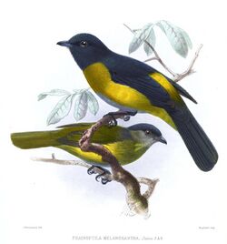 PhainoptilaMelanoxanthaKeulemans.jpg