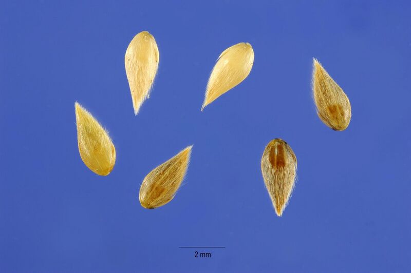File:Phalaris-aquatica-seeds.jpg