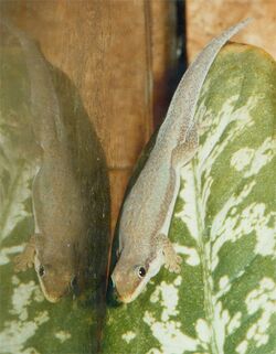 Phelsuma modesta leiogaster.jpg