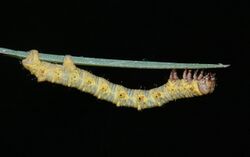 Phigalia pilosaria larva.jpg