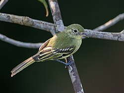 Phylloscartes virescens Olive-green Tyrannulet; Manaus, Amazonas, Brazil (cropped).jpg