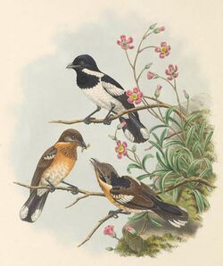 Piezorhynchus brodiei - The Birds of New Guinea (cropped).jpg