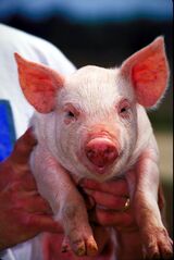 Fine white haired, pink-skinned Sus scrofa