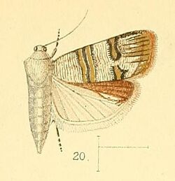 Pl.4-fig.20-Nigilgia albitogata (Walsingham, 1891) (Phycodes).jpg