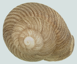 Polydontes lima shell.png