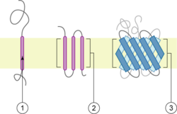 Polytopic membrane protein.png