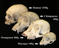Primate skull series with legend cropped.png