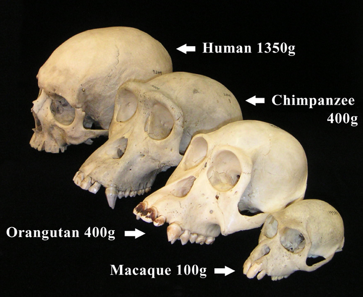 File:Primate skull series with legend cropped.png