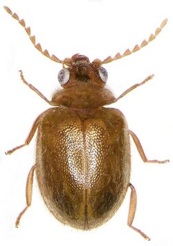 Prionocyphon serricornis.jpg