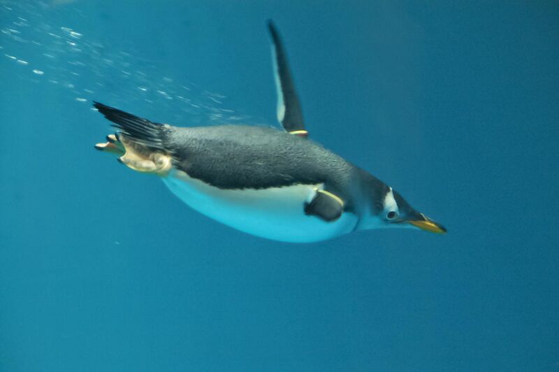 File:Pygoscelis papua -Nagasaki Penguin Aquarium -swimming underwater-8a.jpg