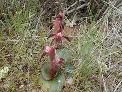 Pyrorchis nigricans 02.jpg