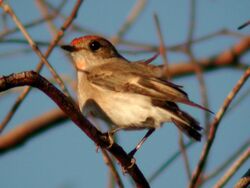 A small bird with pale brown plumage and reddish tint to chest and cap is perched on a twig against a background of small bare branchlets in a tree.