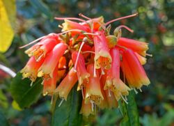 Rhododendron keysii - Caerhayes Castle gardens - Cornwall, England - DSC02980.jpg