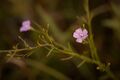 Roundstem false foxglove (Agalinis gattingeri) (25765765862).jpg