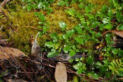 Rubus gunnianus group.jpg