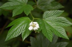 Rubus trifidus.jpg