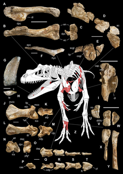 Saltriovenator elements.png