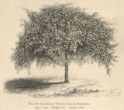 Scampston elm at Wodenethe, New York.jpg