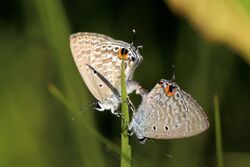 Silver forget-me-not (Catochrysops panormus exiguus) mating I.jpg
