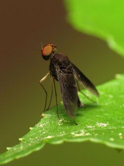 Snipe Fly Male Standing on the Edge of a Leaf (7280362966).jpg