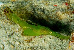 Solenostomus cyanopterus.jpg