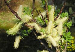 Spieß-Weide (Salix hastata).jpg