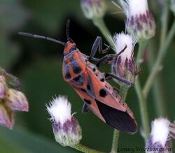 Spilostethus hospes (Fabricius, 1794) Lygaeidae (16056058670).jpg