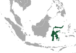 Sulawesi Rousette area.png