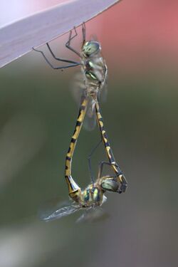 Sydney dragonflies mating Victoria Park pond 4.jpg